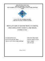 phân lập vi khuẩn nội sinh trong cây diệp hạ châu (phyllanthus amarus l.) mọc hoang ở tỉnh cà mau