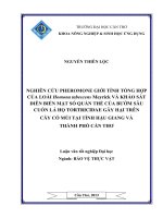 nghiên cứu pheromone giới tính tổng hợp của loài homona tabescens meyrick và khảo sát diễn biến mật số quần thể của bướm sâu cuốn lá họ tortricidae gây hại trên cây có múi tại tỉnh hậu giang vàthành phố cần thơ
