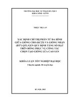 Xác định chỉ thị phân tử đa hình giữa giống cho (KC25) và giống nhận (BT7) QTL GEN quy định tăng số hạt trên bông phục vụ công tác chọn giống lúa cao sản