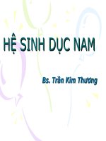 Bài giảng hệ sinh dục nam   BS  trần kim thương