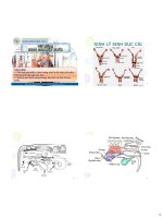 Bài giảng sinh sản vật nuôi  sinh lý sinh dục cái   phan vũ hải