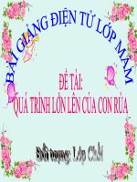 Bài giảng điện tử mầm non lớp Chồi đề tài Quá trình lớn lên của con rùa