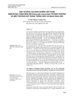 ẢNH HƯỞNG CỦA BÓN NHIỄM CHẾ PHẨM NẤM RỄ NỘI CỘNG SINH AM (Arbuscular mycorrhiza) TỚI SINH TRƯỞNG  VÀ MÔI TRƯỜNG ĐẤT RỪNG TRỒNG KEO VÀ BẠCH ĐÀN URO