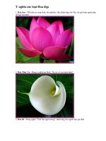 Ý nghĩa các loài Hoa đẹp