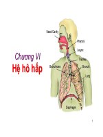 Bài giảng sinh học động vật   chương 6 hệ hô hấp