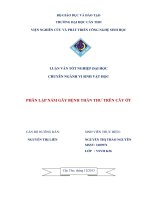 phân lập nấm gây bệnh thán thư trên cây ớt