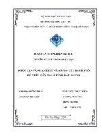 phân lập và nhận diện nấm mốc gây bệnh thối đỏ trên cây mía ở tỉnh hậu giang