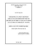 Ảnh hưởng của phun chế phẩm chelax sugar express đến một số chỉ tiêu quang hợp và năng suất của giống cả chua f1 tomato TV   01 savi