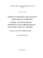 Nghiên cứu thành phần loài sâu hại rau họ hoa thập tự và hình thái, sinh học của loài sâu khoang (spodoptera litura fabricius) hại rau tại xuân hòa   phúc yên   vĩnh phúc 