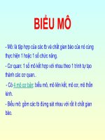 Bài Giảng Mô Phôi Biểu Mô