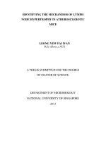 IDENTIFYING THE MECHANISMS OF LYMPH NODE HYPERTROPHY IN ATHEROSCLEROTIC MICE 