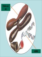 Sinh học 9 Bai 15 ADN