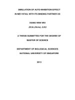 Simulation of auto inhibition effect in mev ntail with its binding partner XD 