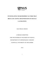 Investigating neurotrophic factors that regulate axonal regeneration in muscle lacerations 