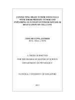 Connecting brain tumor stem cells with their primary tumor and exploring glycogen synthase kinase  3ß regulation of cell fate