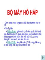 Bài Giảng Bộ Máy Hô Hấp