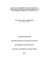 EFFECTS OF INHIBITING THE MAMMALIAN TARGET OF RAPAMYCIN (MTOR) PATHWAY AND TELOMERASE IN BREAST CANCER CELLS