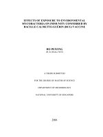 Effects of exposure to environmental mycobacteria on immunity conferred by bacille calmette guerin (BCG) vaccine