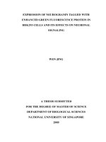 Expression of neurogranin tagged with enhanced green fluorescence protein in HEK293 cells and its effects on neuronal signaling