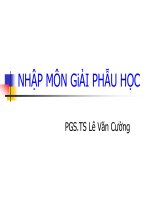 Giáo trình nhập môn giải phẫu học 