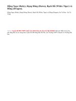 Hãy xác định trên bản đồ Công nghiệp chung (hoặc Atlat Địa lí Việt Nam) 4 mỏ dầu thuộc vùng trũng Cửu Long.