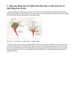 Sinh sản của sinh vật nhân thực