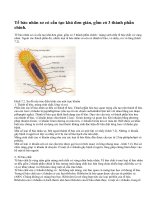 Cấu tạo tế bào nhân sơ