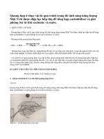 Lý thuyết Quang hợp ở thực vật