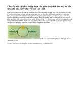 Chuyển hóa vật chất