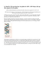 Cấu tạo hóa học của phân tử ADN