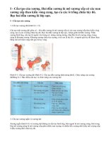 Lý thuyết bài cấu tạo và tính chất của xương