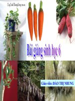 Bài 12 thực hành quan sát biến dạng của rễ   bài giảng sinh học lớp 6 thao giảng tham khảo (17) 