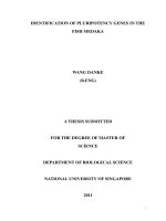 Identification of pluripotency genes in the fish medaka
