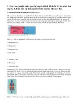 Lý thuyết bài vận chuyển máu qua hệ mạch, vệ sinh hệ tuần hoàn