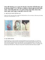 Lý thuyết một số giun đốt khác và đặc điểm chung của ngành giun đốt