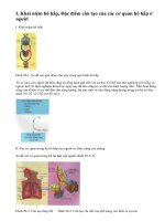 Lý thuyết bài hô hấp và các cơ quan hô hấp