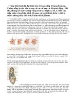 Lý thuyết trùng biến hình và trùng giày