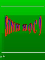 Bài giảng sinh học lớp 9 thực hành quan sát hình thái nhiễm sắt thể t (14) 