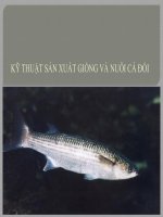 Bài thuyết trình kỹ thuật sản xuất giống và nuôi cá đối