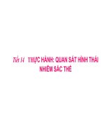 Bài giảng sinh học lớp 9 thực hành quan sát hình thái nhiễm sắt thể t (15) 