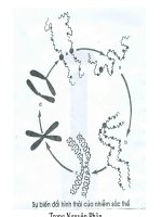 Bài giảng sinh học lớp 9 thực hành quan sát hình thái nhiễm sắt thể t (4) 