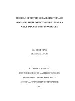 The role of matrix metalloproteinases (MMP) and their inhibitor in influenza a virus induced host lung injury 
