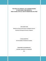The role of caspase 1 in a murine model of influenza pneumonitis, and studies on cell death inhibitors in vitro 
