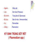 Ký Sinh Trùng Sốt Rét Kỹ Thuật Kéo Máu Và Nhuộm GIEMSA