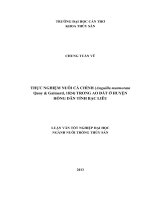 thực nghiệm nuôi cá chình (anguilla marmirata quoy  gaimard 1824) trong ao đất ở huyện hồng dân tỉnh bạc liêu