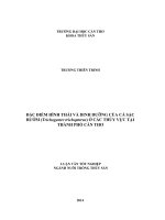 đặc điểm hình thái và dinh dưỡng của cá sặc bướm (trichogaster trichopterus) ở các thủy vực tại thành phố cần thơ