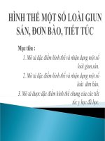 Bài Giảng Ký Sinh Trùng  Hình Thể Một Số Loài Giun Sán