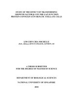 Study of the effect of transforming growth factor  1 on the gap junction protein connexin 43 in hepatic stellate cells 