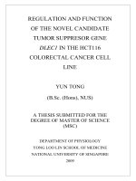 Regulation and function of the novel candidate tumor suppressor gene dlec1 in the HCT116 colorectal cancer cell line 