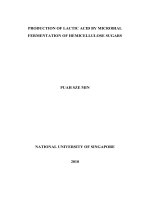 Production of lactic acid by microbial fermentation of hemicellulose sugars 